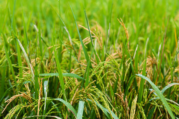 ear of paddy, ear of grain