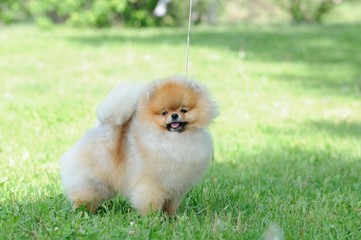 spitz, Pomeranian dog in city park