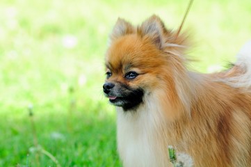 spitz, Pomeranian dog in city park