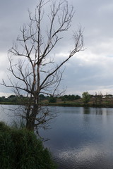 Obraz premium Landscape with dry tree near the water