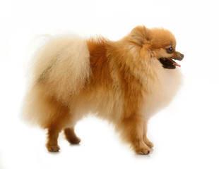 spitz, Pomeranian dog studio shot on white background 