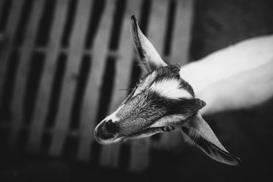 Closup a goat in black and white
