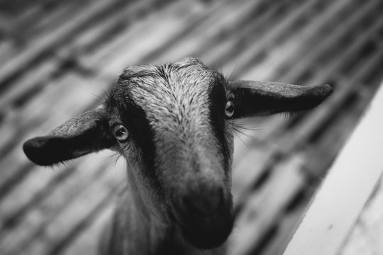 Closup a goat in black and white