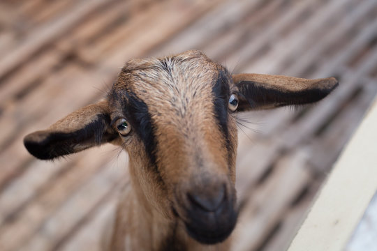 Portrait a goat.