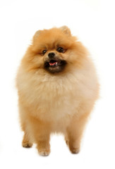 spitz, Pomeranian dog studio shot on white background 