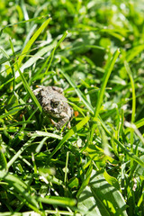Small frog hiding in mowed grass