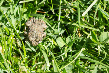 Small frog hiding in mowed grass