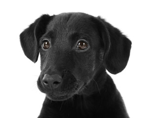Cute Labrador puppy, isolated on white