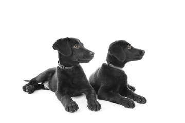 Cute Labrador puppies, isolated on white