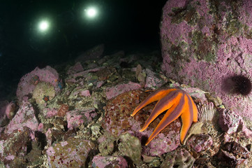 Deep sea starfish Solaster