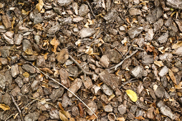 Background pieces of bark mixed