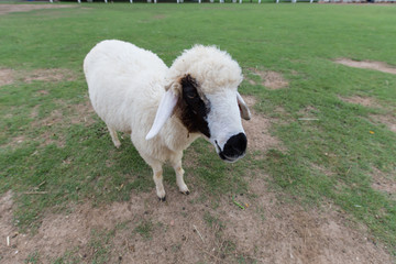 Naklejka na ściany i meble Sheep on green grass in the morning