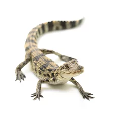 Photo sur Plexiglas Crocodile jeune crocodile sur fond blanc