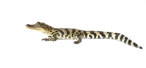 Crédence de cuisine en plexiglas Crocodile young crocodile on white background