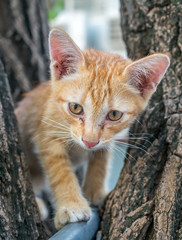 Naklejka na ściany i meble Cute kitten plays acrobat on tree