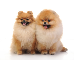 Obraz premium spitz, Pomeranian dog , studio shot on white background