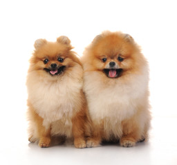 Obraz premium spitz, Pomeranian dog , studio shot on white background
