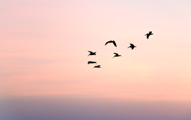 Obraz premium Birds in the Sky