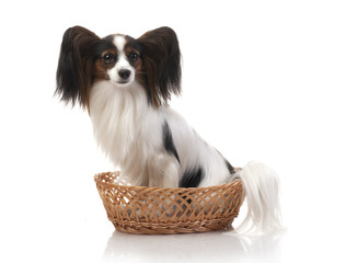 Papillon - Continental Toy Spaniel in studio shot
