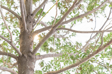 trunk of tree
