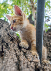 Cute kitten plays acrobat on tree