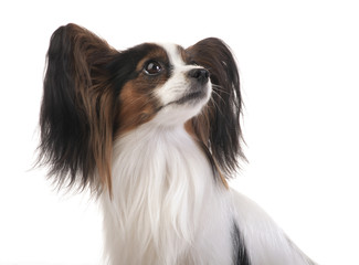 Papillon - Continental Toy Spaniel in studio shot