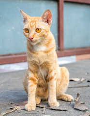 Brown cat on outdoor floor