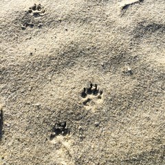 Paw Prints