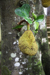 Jackfruit © bodot