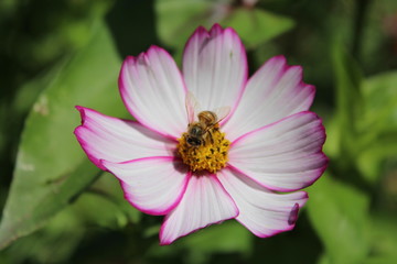 Abeja Colectando polen