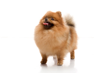 Obraz premium spitz, Pomeranian dog , studio shot on white background