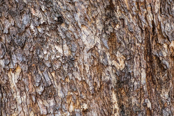Close up of tree trunk covered with bark