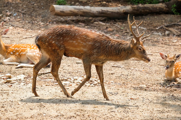 Naklejka na ściany i meble Male chital or cheetal deer (Axis axis) in sunlight