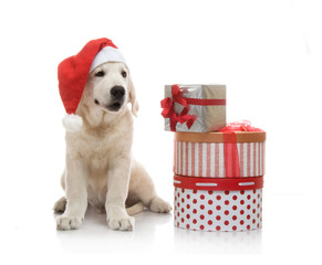 Three-month golden retriever puppy in a red Santa Claus hat near to a stack of boxes with gifts