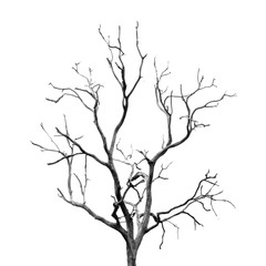 Obraz premium Dead Tree without Leaves