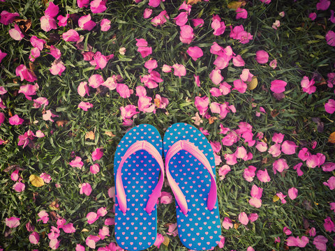 Blue flip flop on pink bougainvillea flower and green grass back