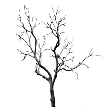 Dead Tree without Leaves