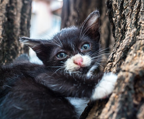 Kitten on tree