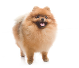 spitz, Pomeranian dog , studio shot on white background