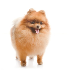 spitz, Pomeranian dog , studio shot on white background