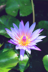 Beautiful blue waterlily or lotus flower blooming in early morning. 
