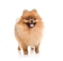 spitz, Pomeranian dog , studio shot on white background