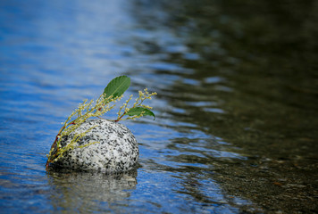 Twig with white flowers on a stone on background of the river.