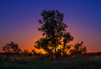 Fototapeta na wymiar Silhouette of a tree against a colorful sunset.