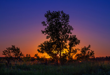 Fototapeta premium Silhouette of a tree against a colorful sunset.