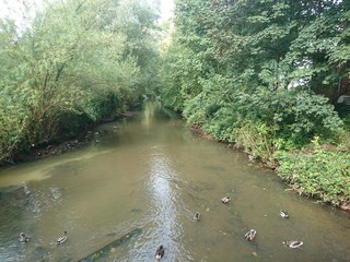 Fluss mit Enten