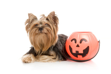 Yorkshire Terrier with halloween pumpkin, studio shot on white background