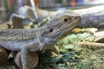Bartagame männliche Echse