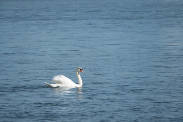 Schwan auf Fluss