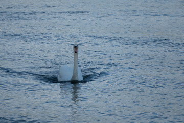 Naklejka premium Schwan auf Fluss